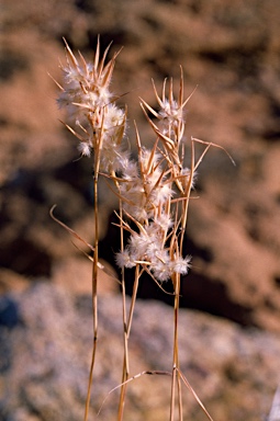 APII jpeg image of Cymbopogon obtectus  © contact APII