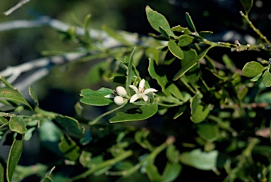 APII jpeg image of Eriostemon banksii  © contact APII