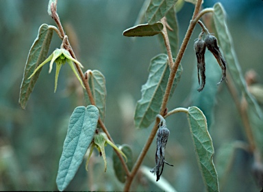 APII jpeg image of Hannafordia bissillii subsp. bissillii  © contact APII