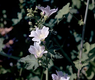 APII jpeg image of Malva preissiana  © contact APII