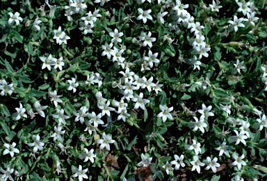 APII jpeg image of Lobelia darlingensis  © contact APII