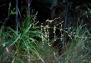 APII jpeg image of Lomandra banksii  © contact APII