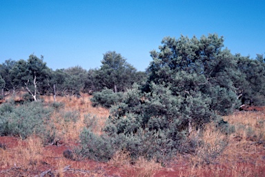 APII jpeg image of Melaleuca glomerata  © contact APII