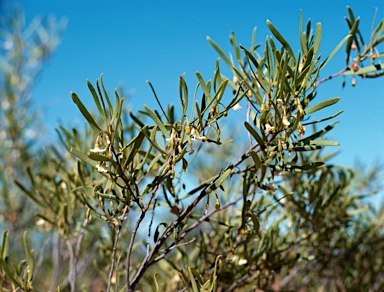 APII jpeg image of Eremophila deserti  © contact APII