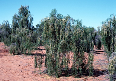 APII jpeg image of Pittosporum angustifolium  © contact APII