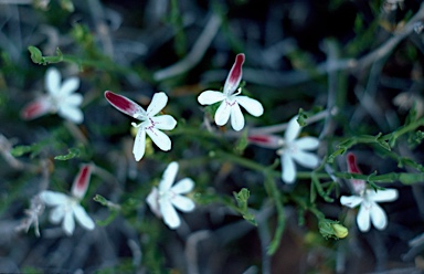 APII jpeg image of Xerothamnella parvifolia  © contact APII