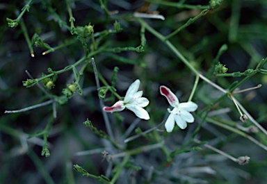 APII jpeg image of Xerothamnella parvifolia  © contact APII