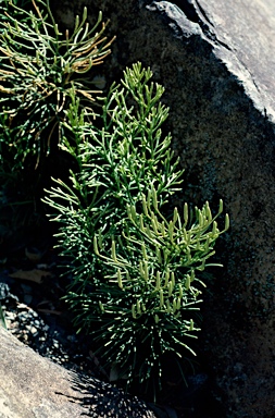 APII jpeg image of Lycopodium deuterodensum  © contact APII