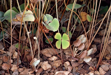 APII jpeg image of Marsilea drummondii  © contact APII