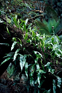 APII jpeg image of Zealandia pustulata subsp.  © contact APII