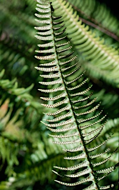 APII jpeg image of Nephrolepis cordifolia  © contact APII