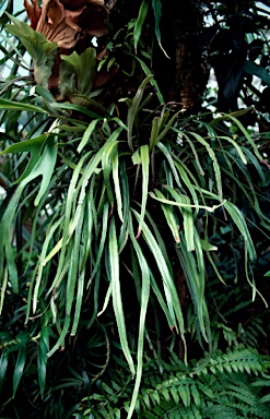 APII jpeg image of Pyrrosia longifolia  © contact APII