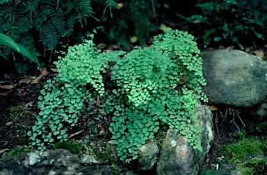 APII jpeg image of Adiantum aethiopicum  © contact APII