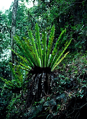 APII jpeg image of Asplenium australasicum  © contact APII