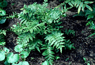 APII jpeg image of Asplenium milnei  © contact APII