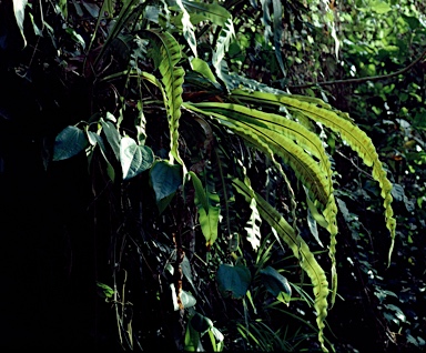 APII jpeg image of Asplenium nidus  © contact APII