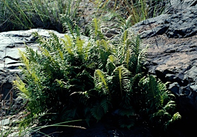 APII jpeg image of Blechnum cartilagineum  © contact APII