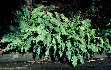 APII jpeg image of Blechnum nudum  © contact APII