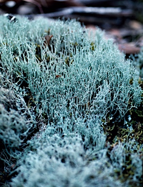 APII jpeg image of Cladonia perticosa  © contact APII