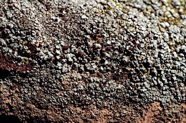 APII jpeg image of Lecanora  © contact APII