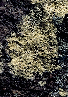 APII jpeg image of Pertusaria xanthoplaca  © contact APII