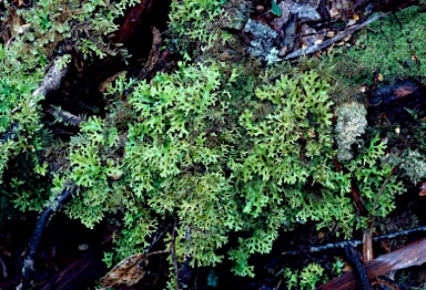 APII jpeg image of Pseudocyphellaria multifida  © contact APII