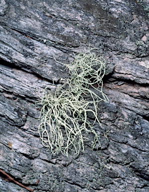 APII jpeg image of Usnea inermis  © contact APII