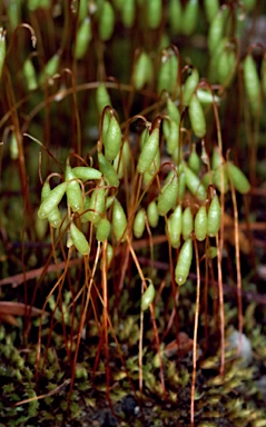 APII jpeg image of Rosulabryum caplillare  © contact APII