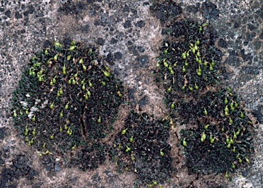 APII jpeg image of Grimmia orbicularis  © contact APII