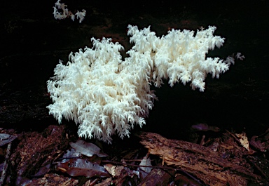 APII jpeg image of Hericium coralloides  © contact APII