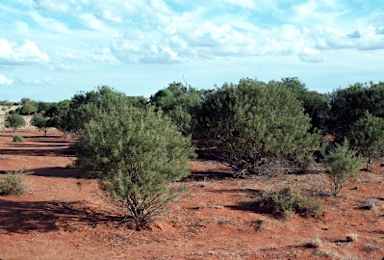 APII jpeg image of Acacia carneorum  © contact APII