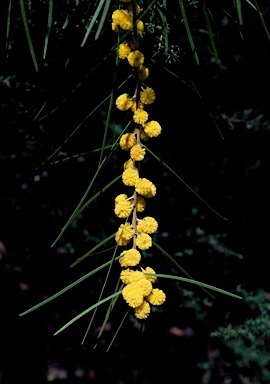 APII jpeg image of Acacia elongata  © contact APII