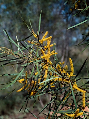 APII jpeg image of Acacia eriopoda  © contact APII