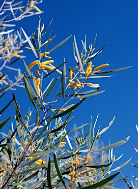 APII jpeg image of Acacia hammondii  © contact APII