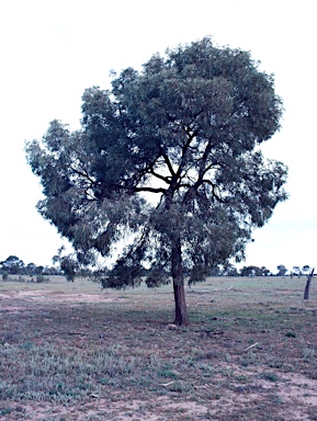 APII jpeg image of Acacia harpophylla  © contact APII