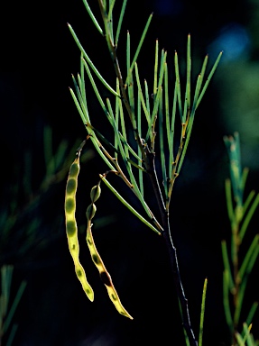 APII jpeg image of Acacia havilandiorum  © contact APII