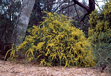 APII jpeg image of Acacia paradoxa  © contact APII