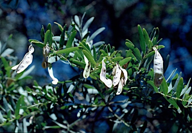 APII jpeg image of Acacia prominens  © contact APII