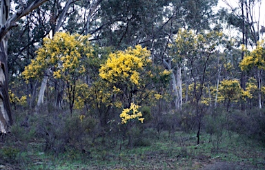 APII jpeg image of Acacia pycnantha  © contact APII