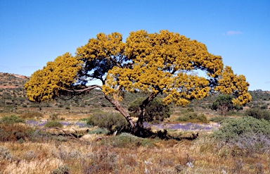 APII jpeg image of Acacia papyrocarpa  © contact APII