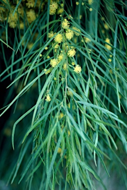APII jpeg image of Acacia cognata 'Green Mist'  © contact APII