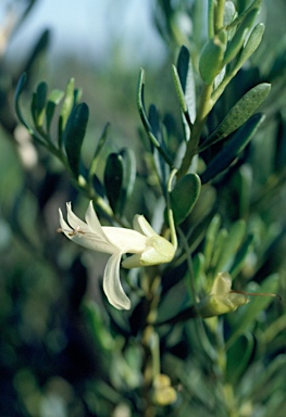 APII jpeg image of Eremophila alternifolia  © contact APII