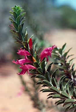 APII jpeg image of Eremophila calorhabdos  © contact APII