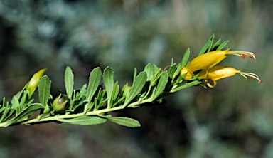 APII jpeg image of Eremophila glabra 'Minginew Gold'  © contact APII