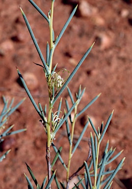 APII jpeg image of Hakea collina  © contact APII