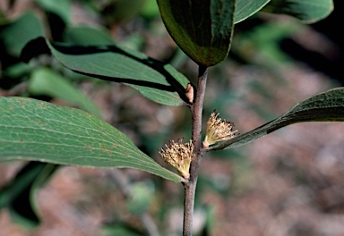 APII jpeg image of Hakea elliptica  © contact APII