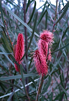 APII jpeg image of Hakea francisiana  © contact APII