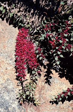 APII jpeg image of Hakea myrtoides  © contact APII