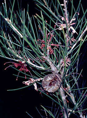 APII jpeg image of Hakea verrucosa  © contact APII