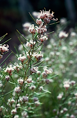 APII jpeg image of Grevillea umbellulata  © contact APII